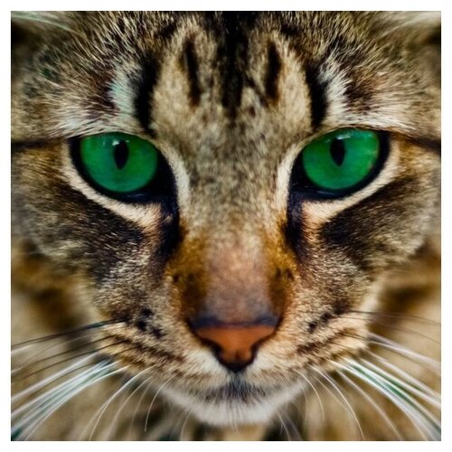 Картины мозаикой 30х30 бенгальская кошка 15 цветов Molly KM0671