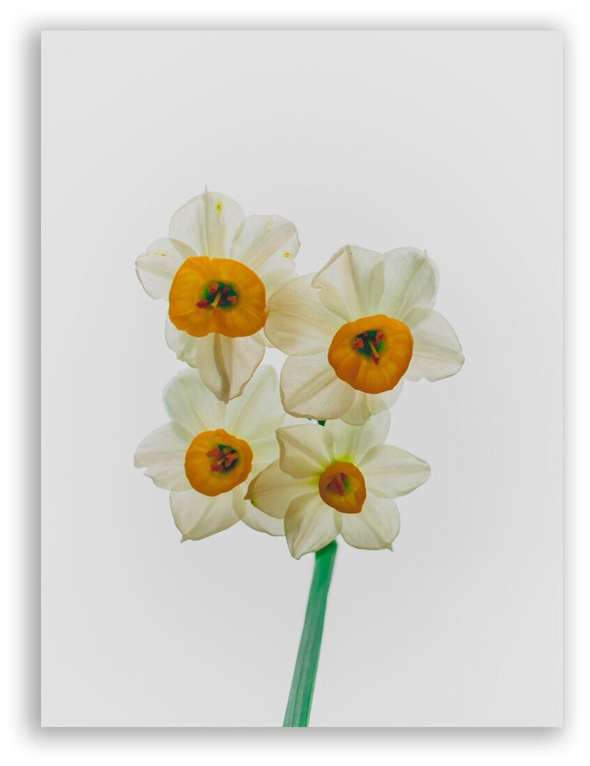Гравюра Постер на бумаге / Narcissus / Нарцисс