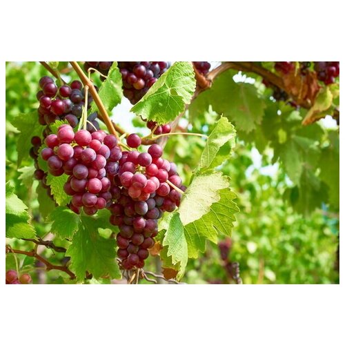 Постер на холсте Виноград №24 75см. x 50см.