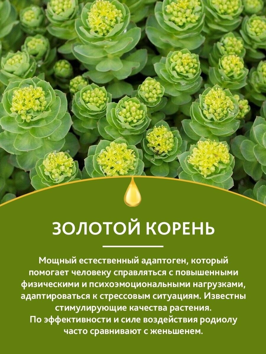 Изображение Настойка золотого корня при онкологии/ При заболевании органов дыхания/ От бесплодия / Атеросклероз