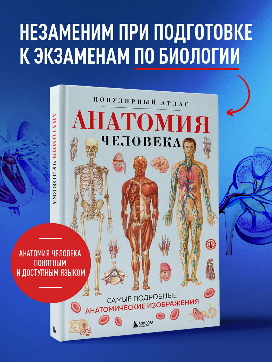 Анатомия человека. Популярный атлас. Самые подробные анатомические изображения