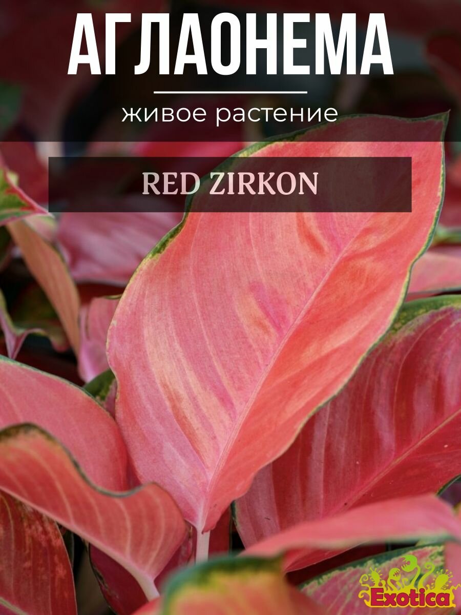 Аглаонема Красный Циркон (Aglaonema Red Zirkon) D6см домашний цветок