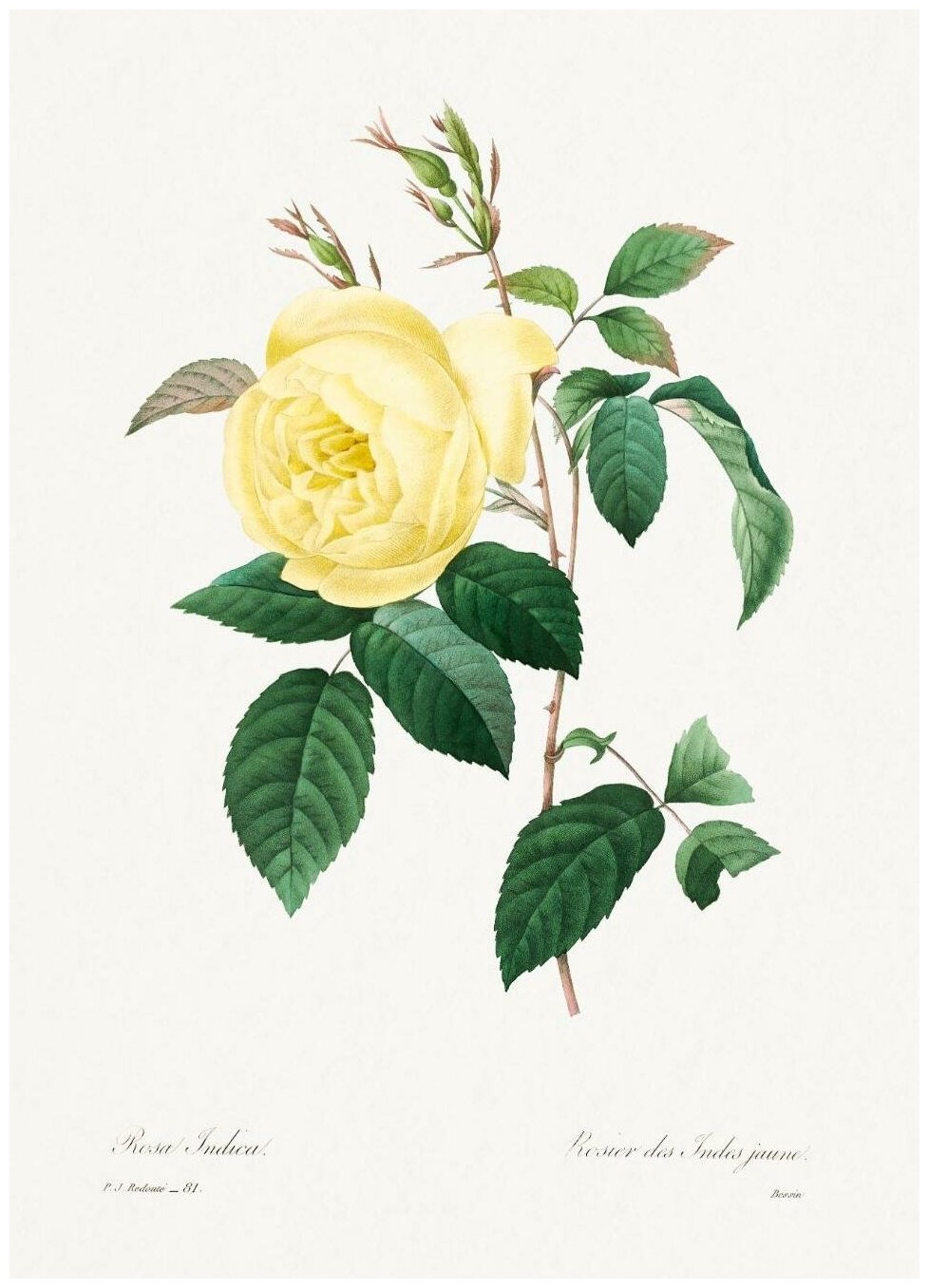 Дикие цветы - Желтая роза в раме