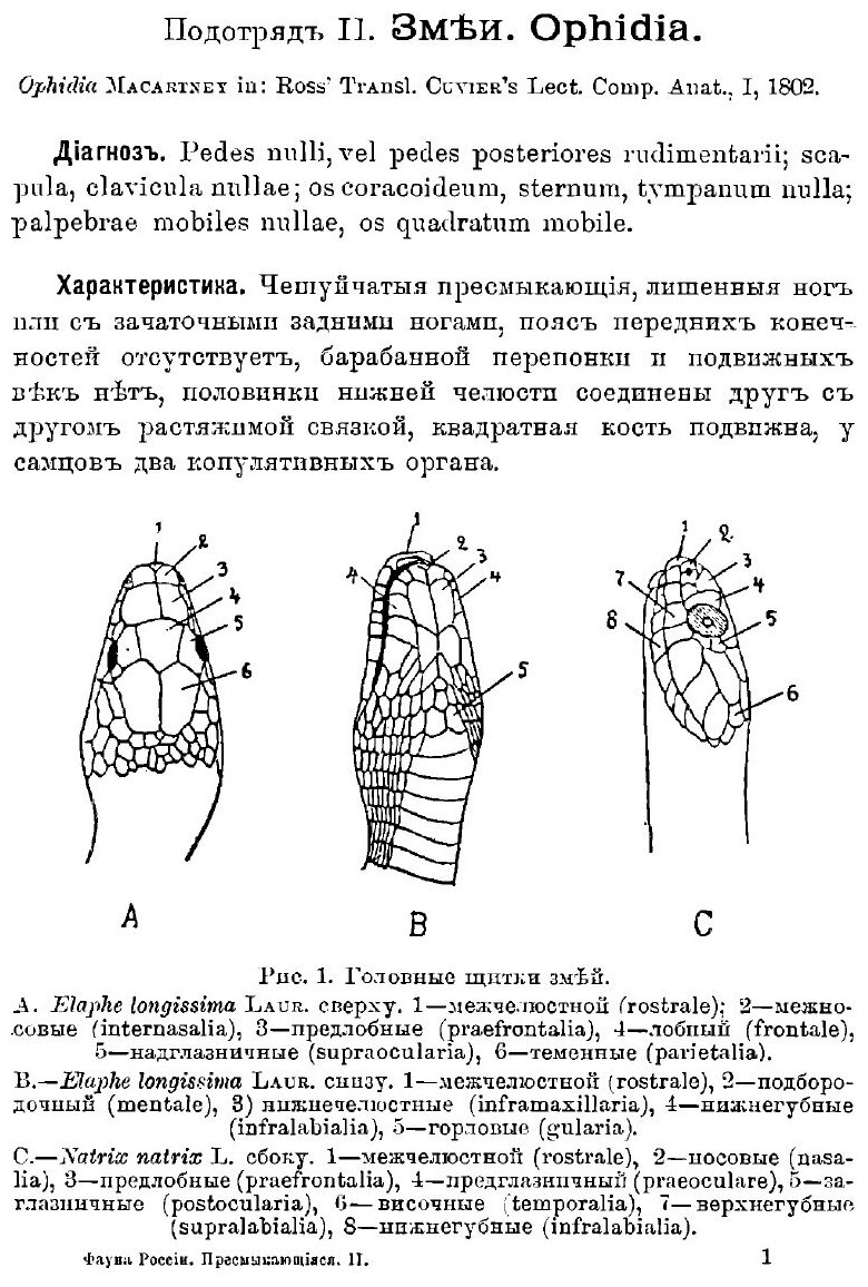 Книга Пресмыкающияся (Рептилия). v. 2 - фото №8