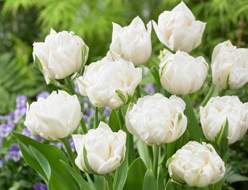Луковицы тюльпанов THE EDGE 10 штук - фотография № 2