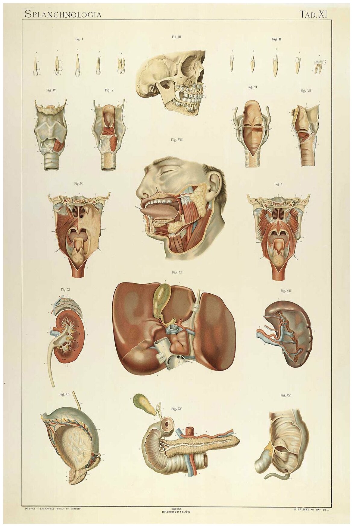 Постер / Плакат / Картина Анатомия - Строение гортани человека 40х50 см в подарочном тубусе