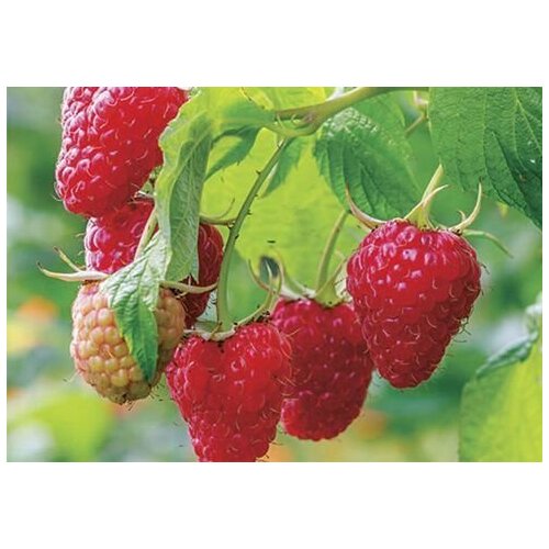 Малина крупноплодная Феномен 3 шт саженцы малины 1599₽