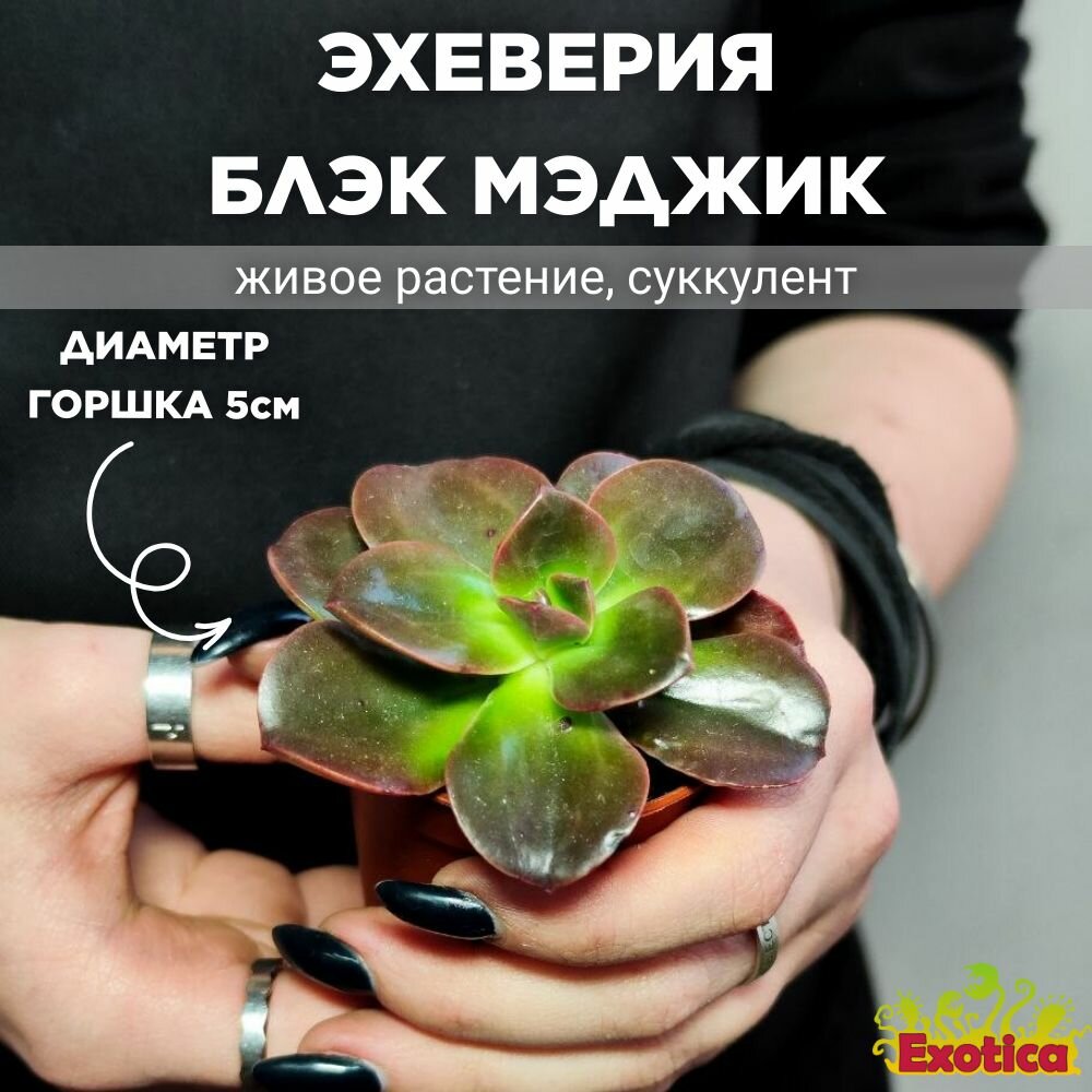 Эхеверия Блэк Мэджик (Echeveria Black Magic) D5см