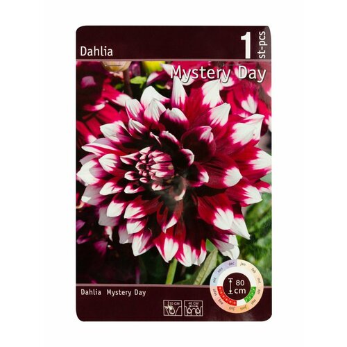 Корнеклубень Георгина Мистери Дей Арт RKG 201 DAH 002 STD