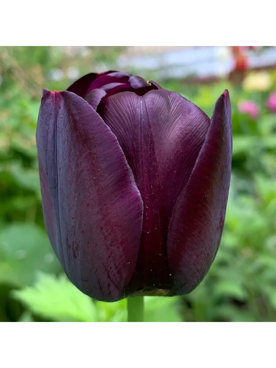 Тюльпан поздний Кафе Нуар 3 луковицы