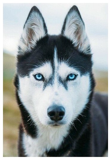 Хаски фото на паспорт — купить по низкой цене на Яндекс Маркете