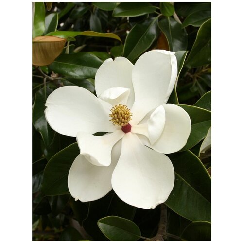 Семена Магнолия крупноцветковая грандифлора (Magnolia grandiflora), 5 штук