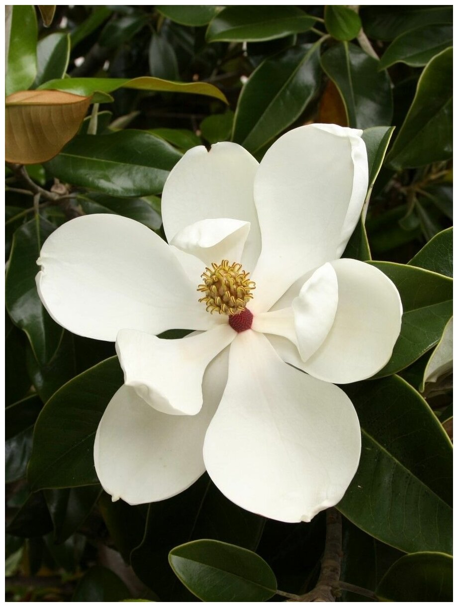 Семена Магнолия крупноцветковая (грандифлора) / Magnolia grandiflora 5 штук