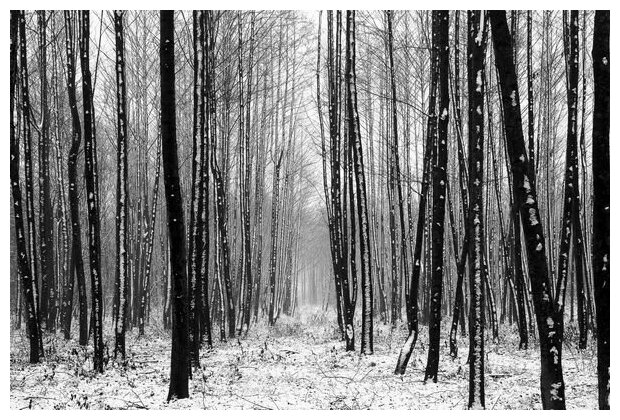 Постер на холсте Зима в лесу №1 45см. x 30см.