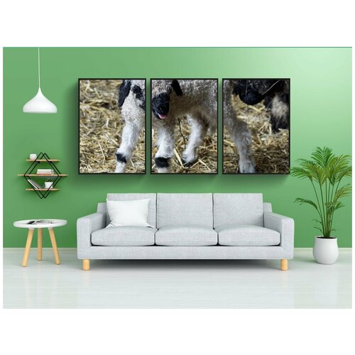 фото Набор модулных постеров для интерьера "носом черная овца, овец, вале-черный нос овцы" 60x90 см. в тубусе, без рамки lotsprints