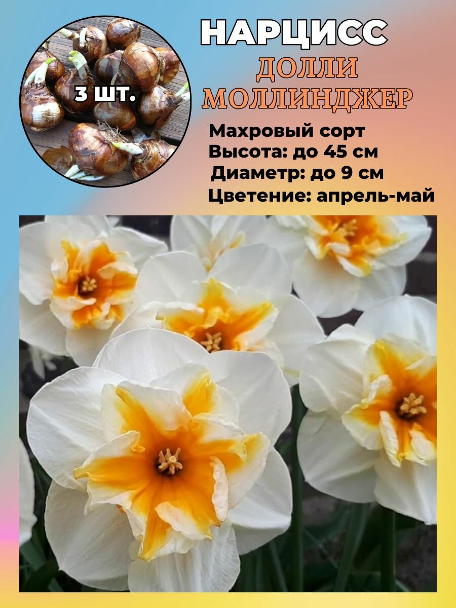 Нарцисс махровый луковицы 3 штуки