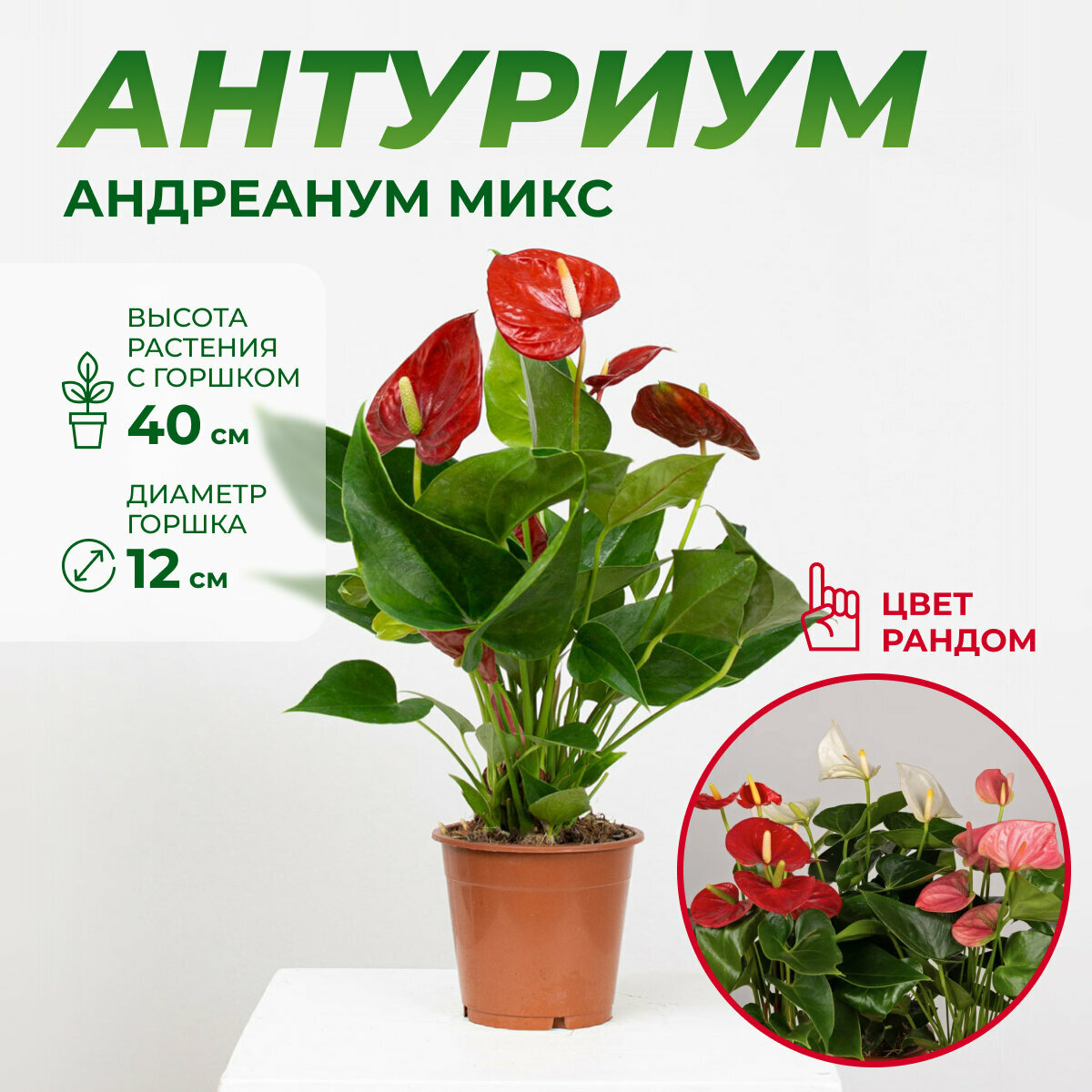 Антуриум цвет микс высота 30-40 см в горшке d12 см