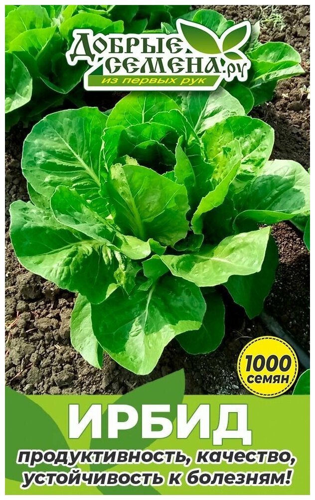 Семена салата Ирбид - 1000 шт - Добрые Семена. ру