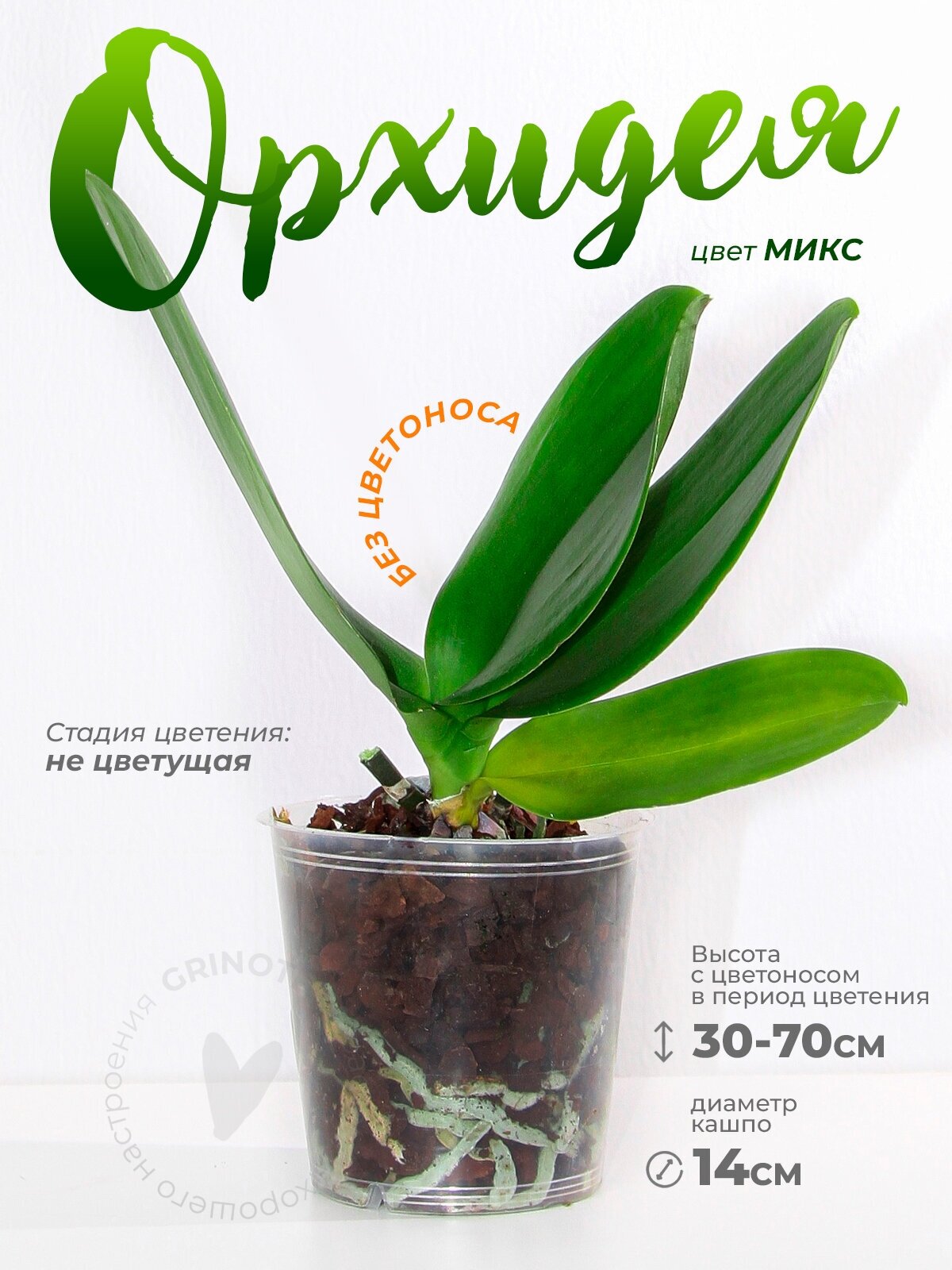 Растение комнатное Орхидея Фаленопсис 1 ствол не цветущая микс, 12 диаметр