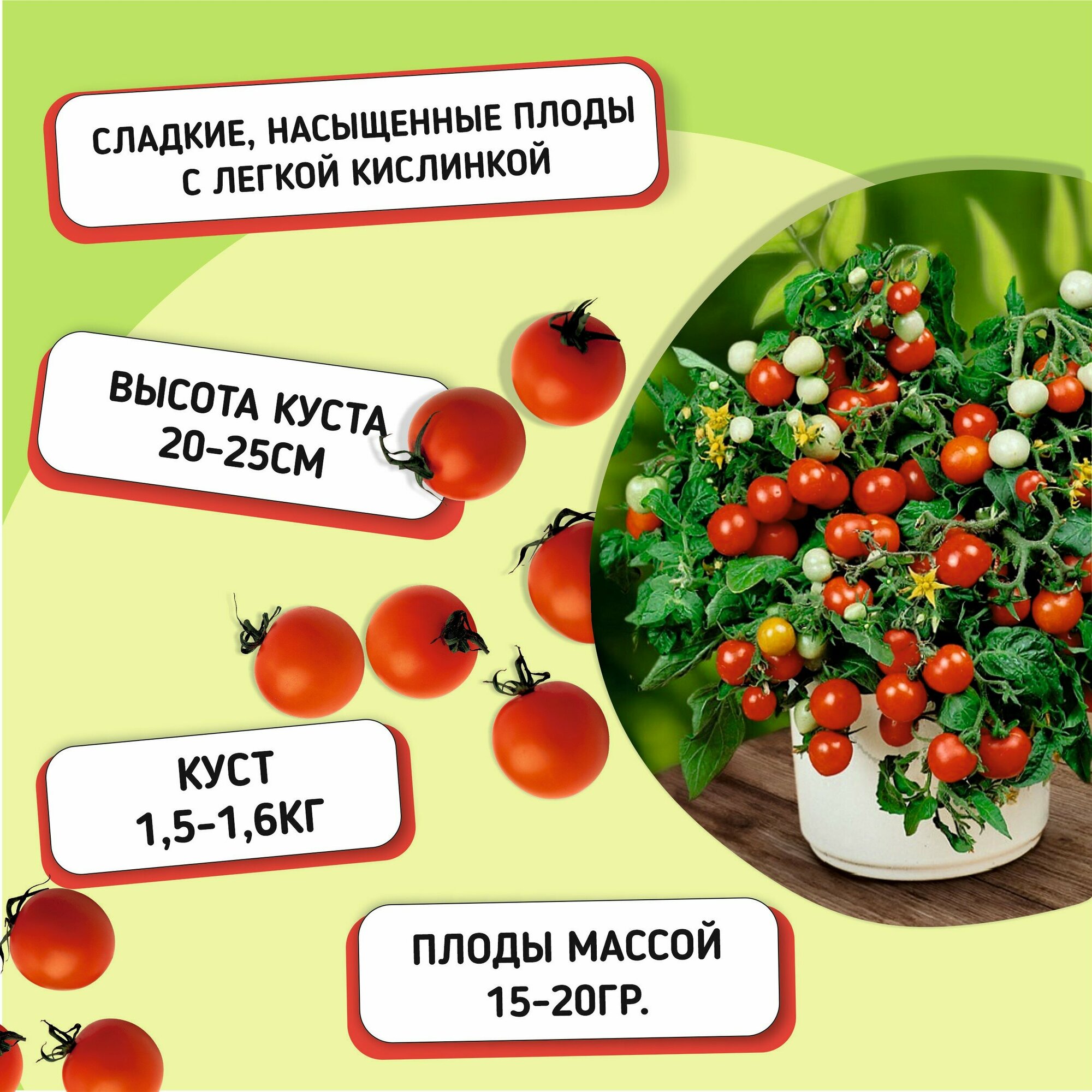 Набор семян для балкона и подоконника. Томат черри и огурец. — фото 1