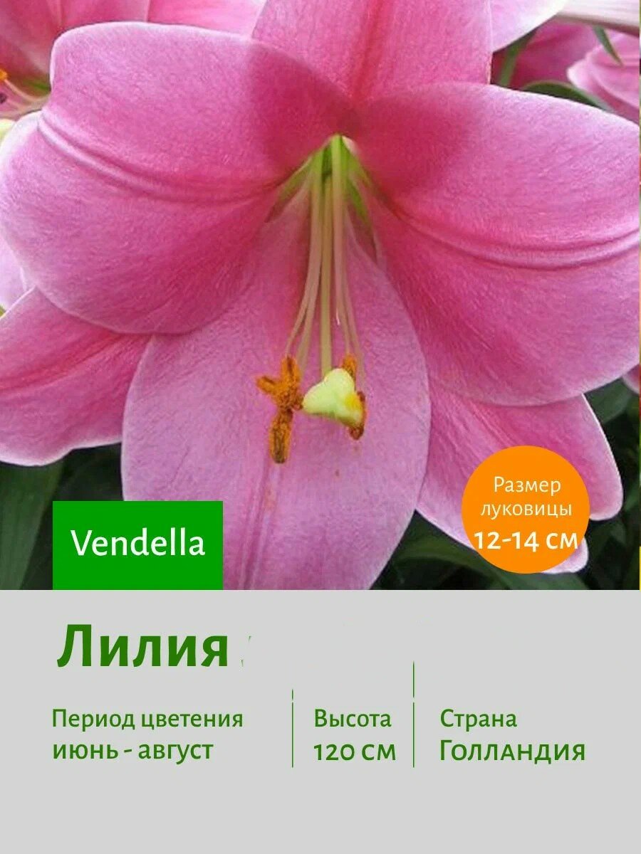 Лилия Лонгифлорум Венделла (Vendella) луковицы 3 шт 12/14 сотка