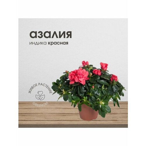 Живое растение Азалия индика