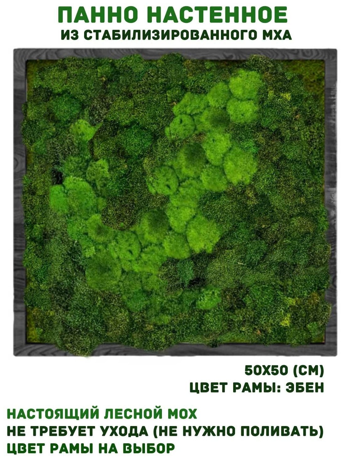 Панно из стабилизированно мха GardenGo в рамке цвета эбен, 50х50 см, цвет мха зеленый