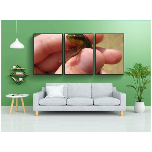 фото Набор модулных постеров для интерьера "саламандра, амфибии, животное" 60x90 см. в тубусе, без рамки lotsprints