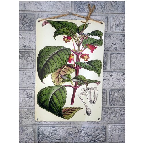Ботаника, все виды растений. Табличка металлическая, картина на жести, декор интерьера, плакат, постер, подарок