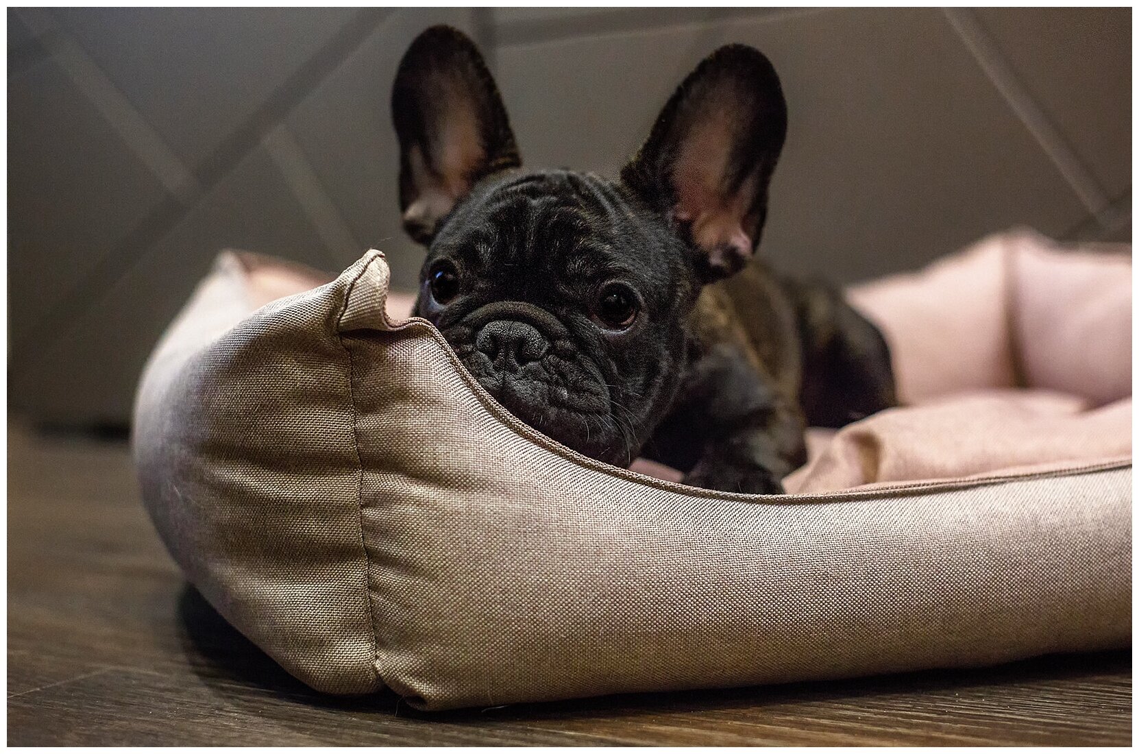 Лежанка для мелких и средних пород собак с мягкими бортами съемной подушкой Лежак для животных 60 см - фотография № 8