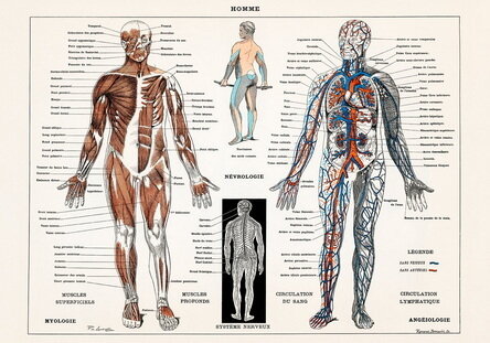 Плакат, постер на бумаге анатомический, медицинский принт. Строение человека. Мышцы и кровеносная система. Размер 30 х 42 см