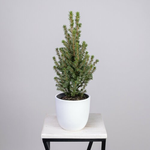 Ель Коника в стакане красном и новогоднем пакете PTK24403 (D-13, H-40)