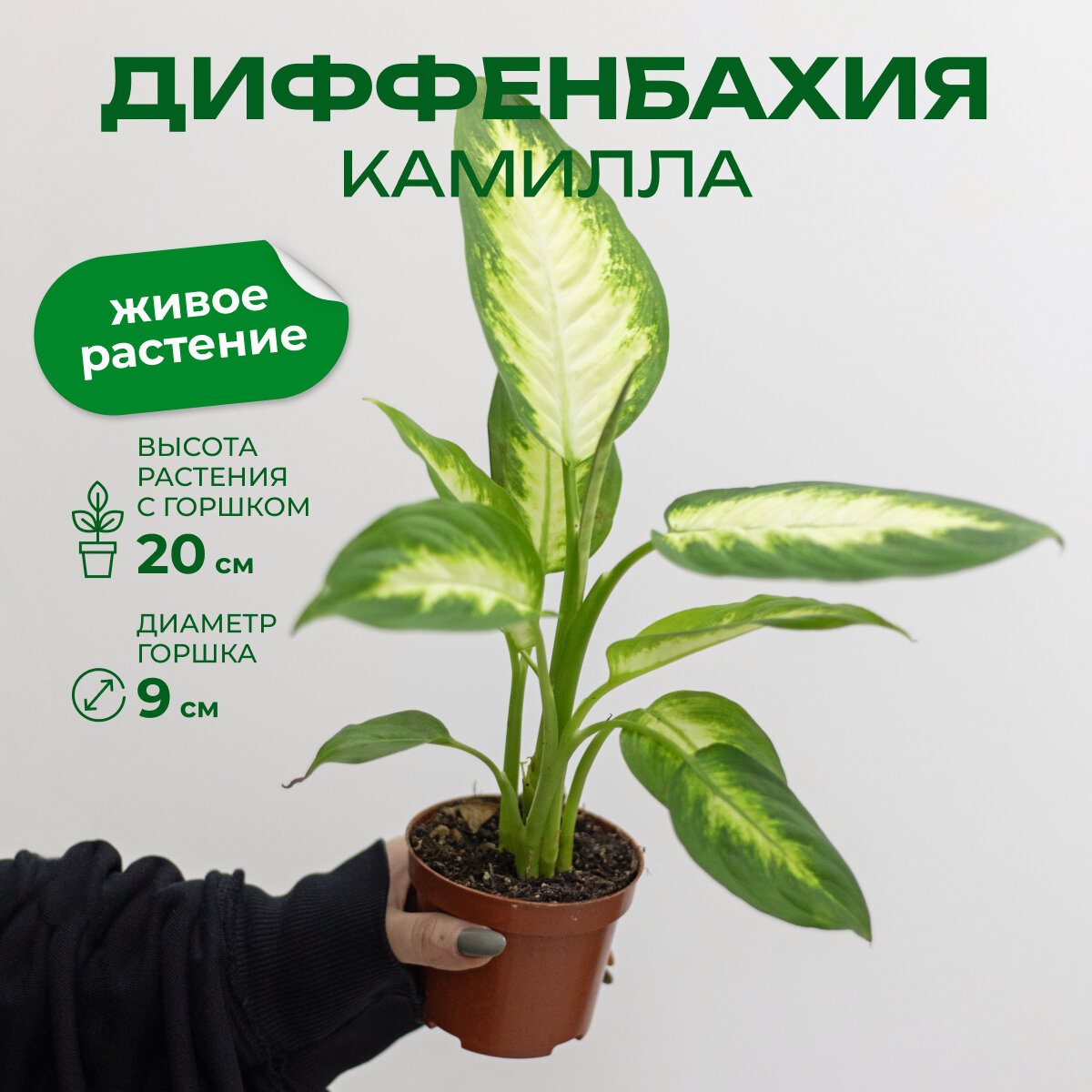 Дифенбахия камилла высота 20см в горшке d9 см