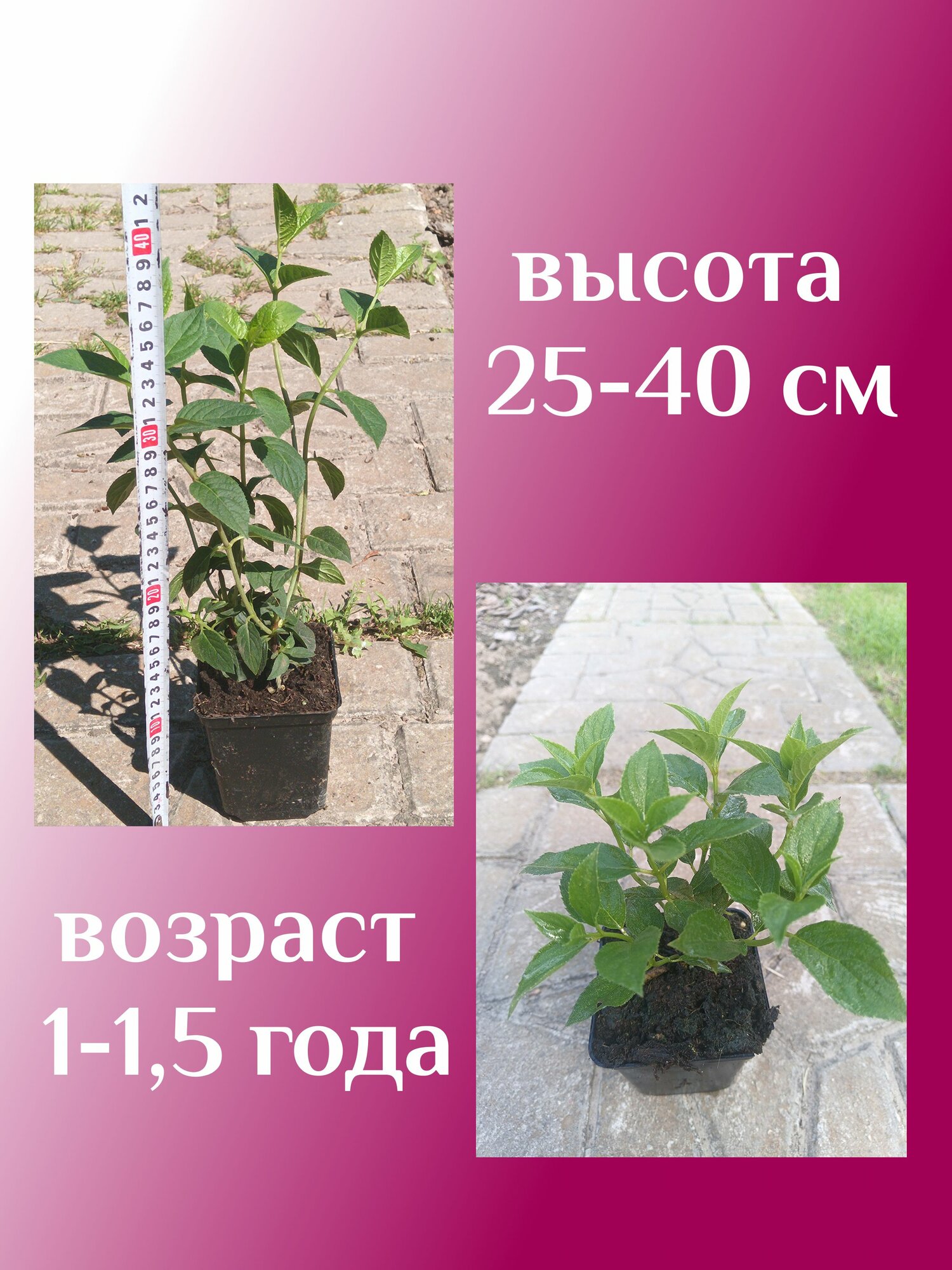 Изображение Самарская Лидия гортензия саженец