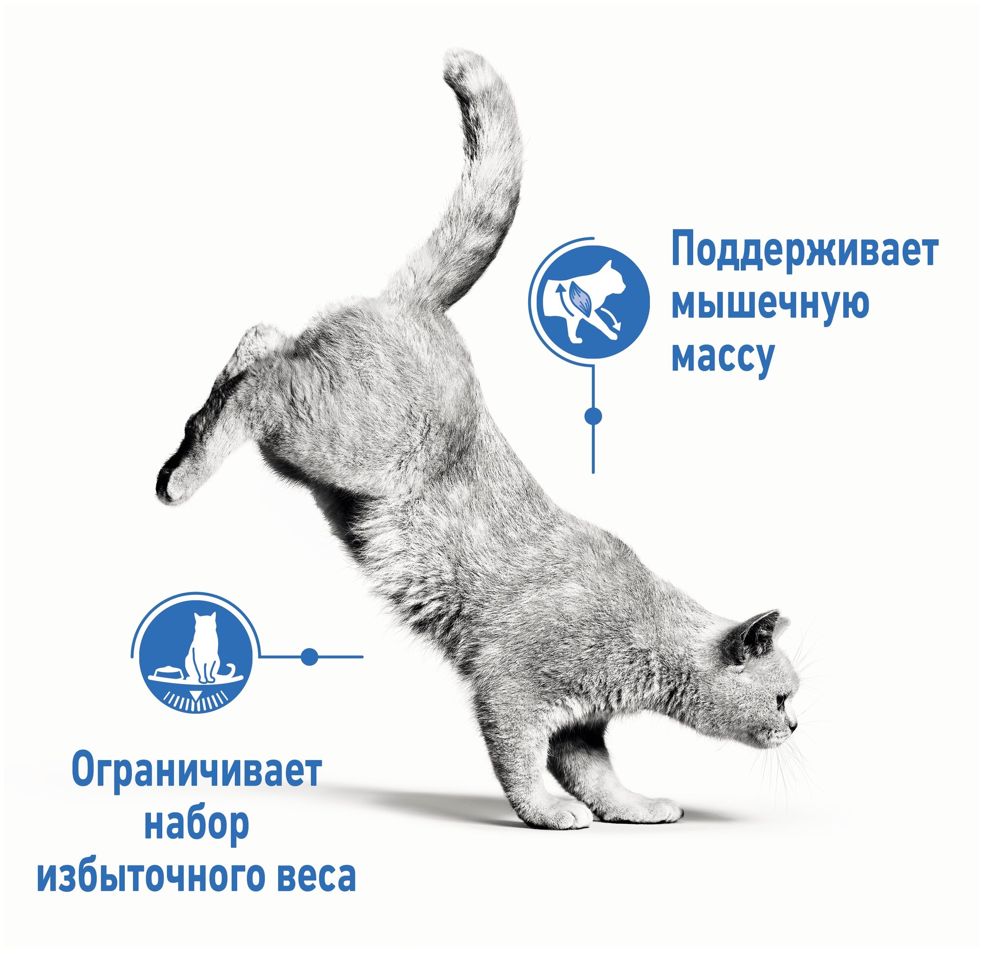 Royal Canin Light Weight Care для профилактики избыточного веса у кошек Курица, 8 кг. - фотография № 6