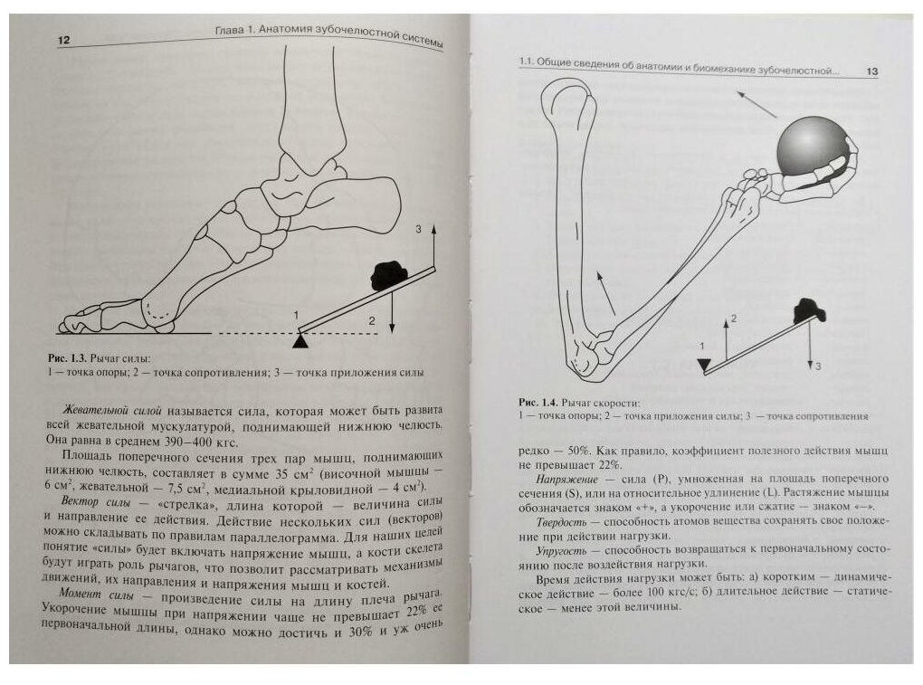 Анатомия, физиология и биомеханика зубочелюстной системы. Учебник - фото №7