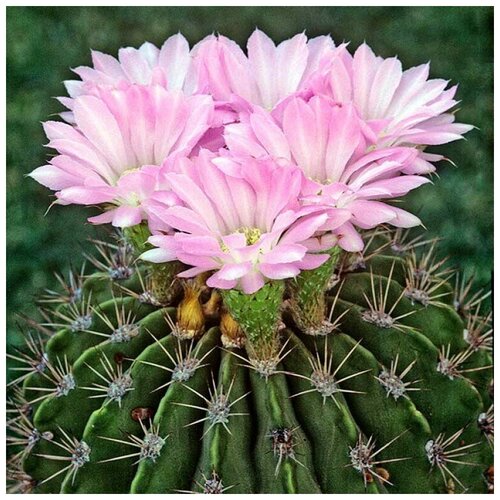 Семена Орешка Суккулент Кактус Acanthocalycium violaceum VG-302 10 шт. семена орешка суккулент кактус rebutia xanthocarpa vg 105 10 шт