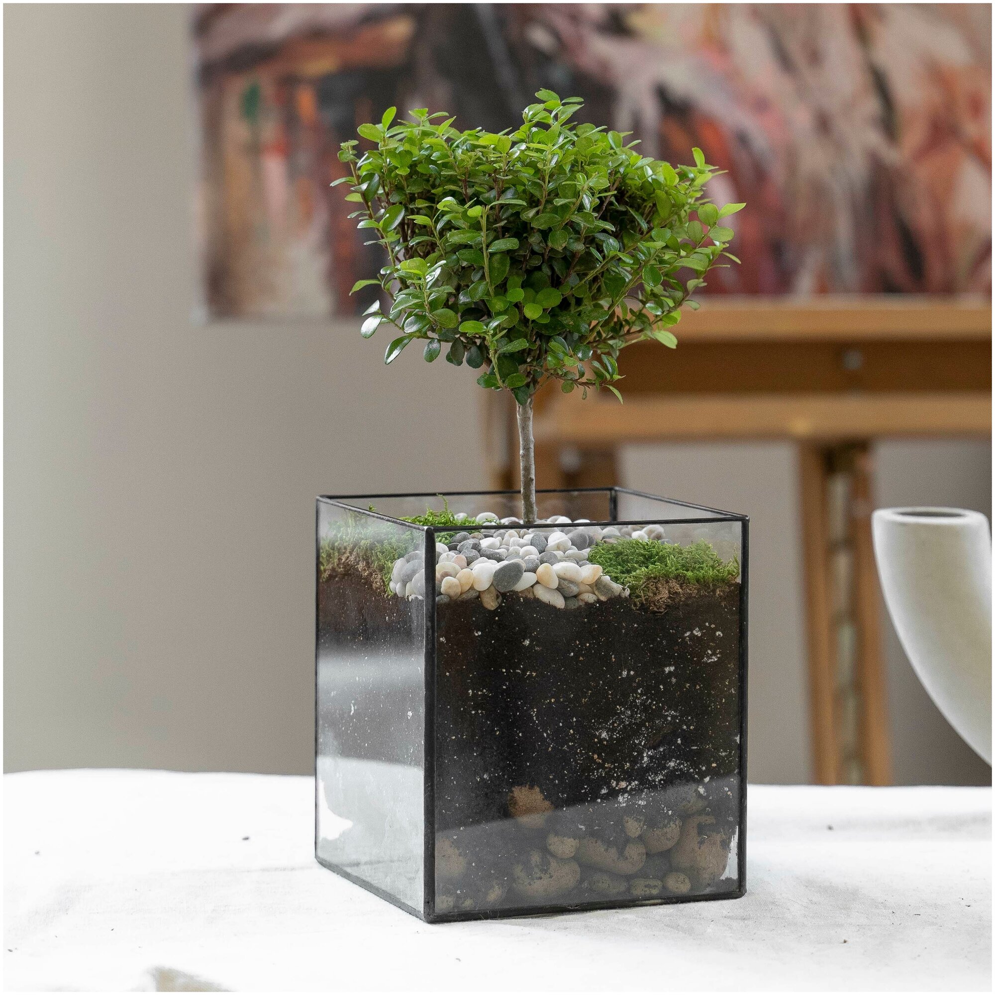 Флорариум с бонсаем Африканская Мирсина, высота 30 см, флорариум из стекла Кубик