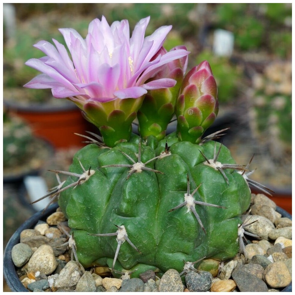 Семена Орешка Суккулент Кактус Gymnocalycium achirasense v. orientale VG-285 10 шт.