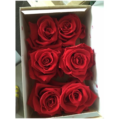 Стабилизированные розы/Optimum/Красный цвет
