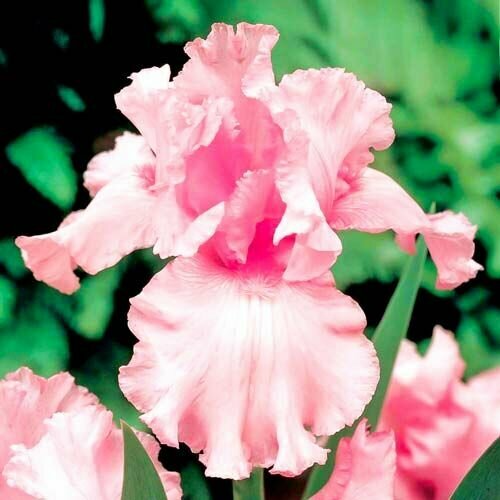 Ирис германский Пинк Тафетта (1 лук) / луковичные цветы