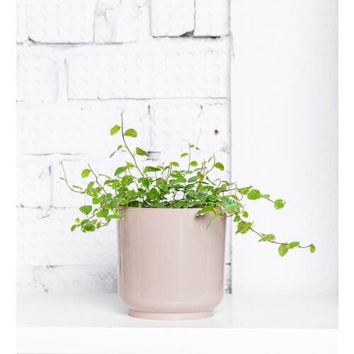 Фикус Пумила Вайт Санни, высота 15 см, пересаженное комнатное растение в песочно-коричневом кашпо.