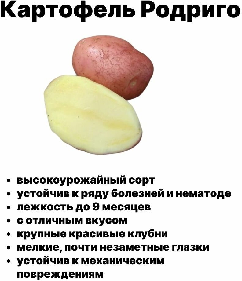 Семенной картофель Родриго - 5 кг