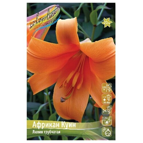 Лилия трубчатый гибрид African Queen (1 шт.) лилия азиатский гибрид blushing joy 1 шт