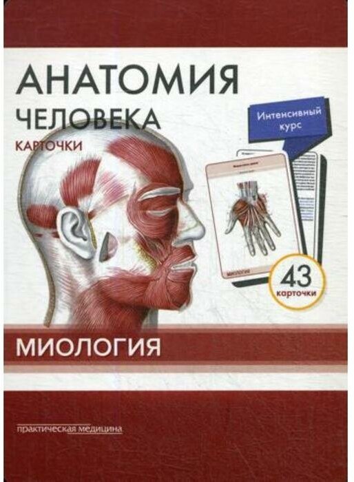 Анатомия человека. Карточки. Миология - фото №9