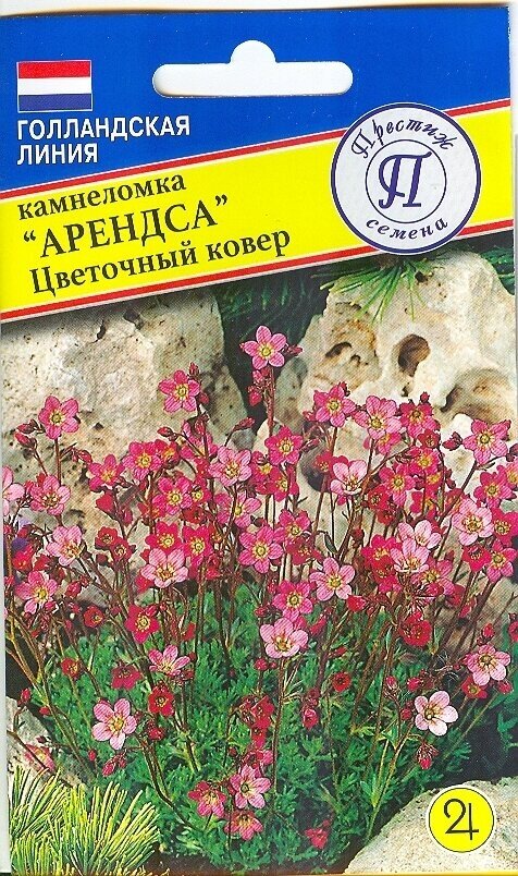 Камнеломка Арендса. Цветочный ковер. Семена. Вечнозеленое почвопокровное растение