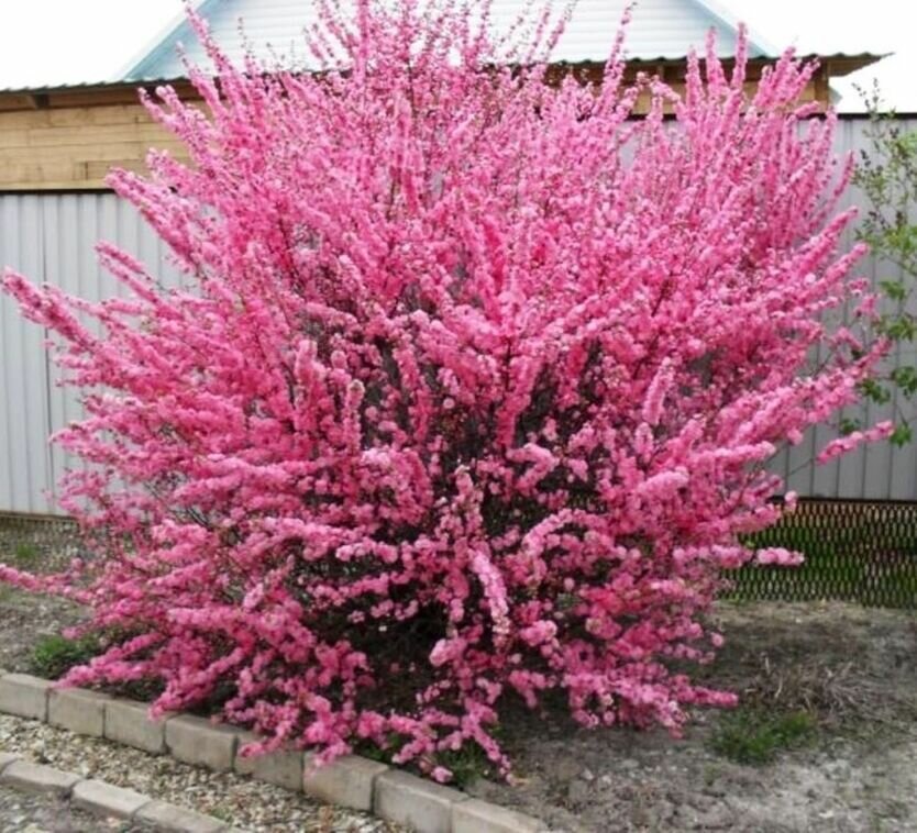 Миндаль Трехлопастной саженец