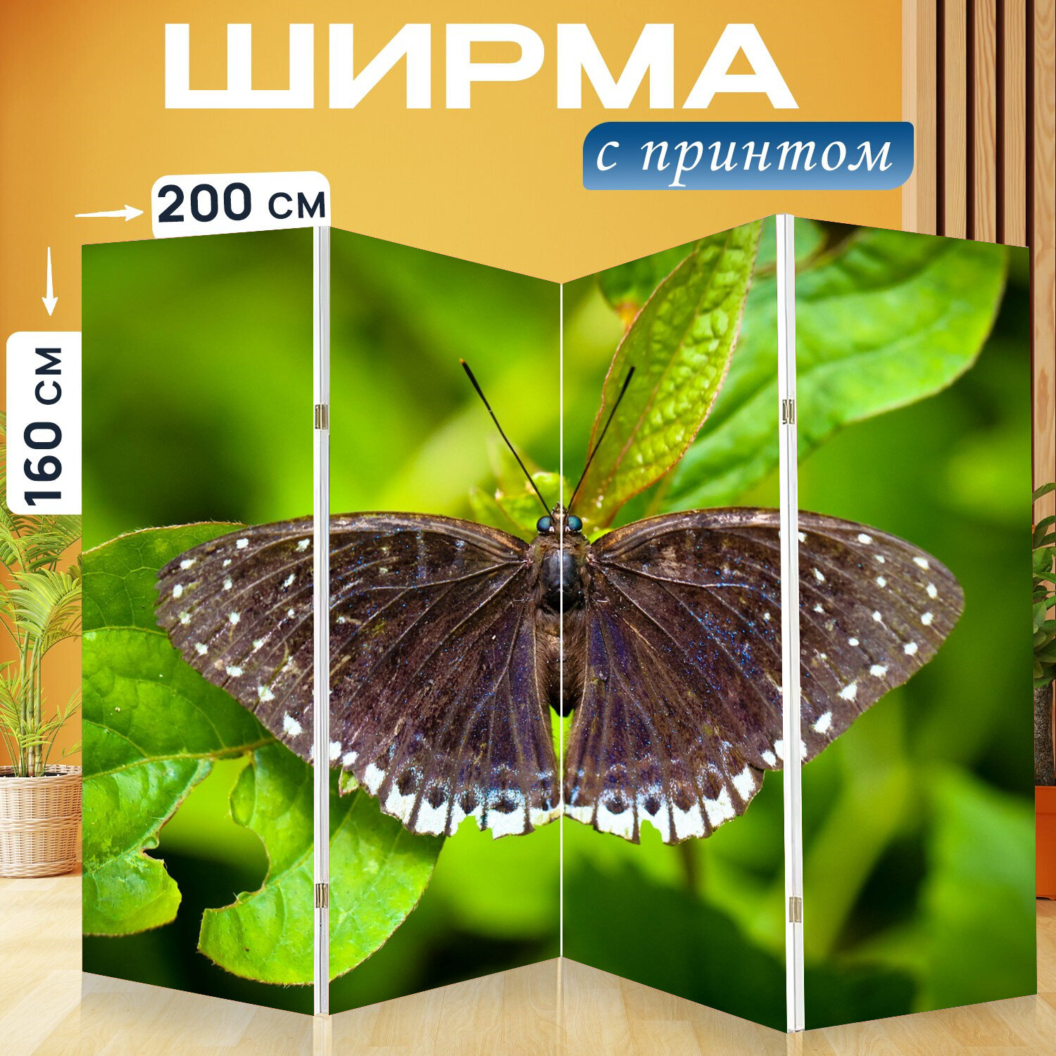 Ширма перегородка с принтом "Насекомое, ледник бабочка изумруд, вонг нимфалид" на холсте - 200x160 см. для зонирования, раскладная