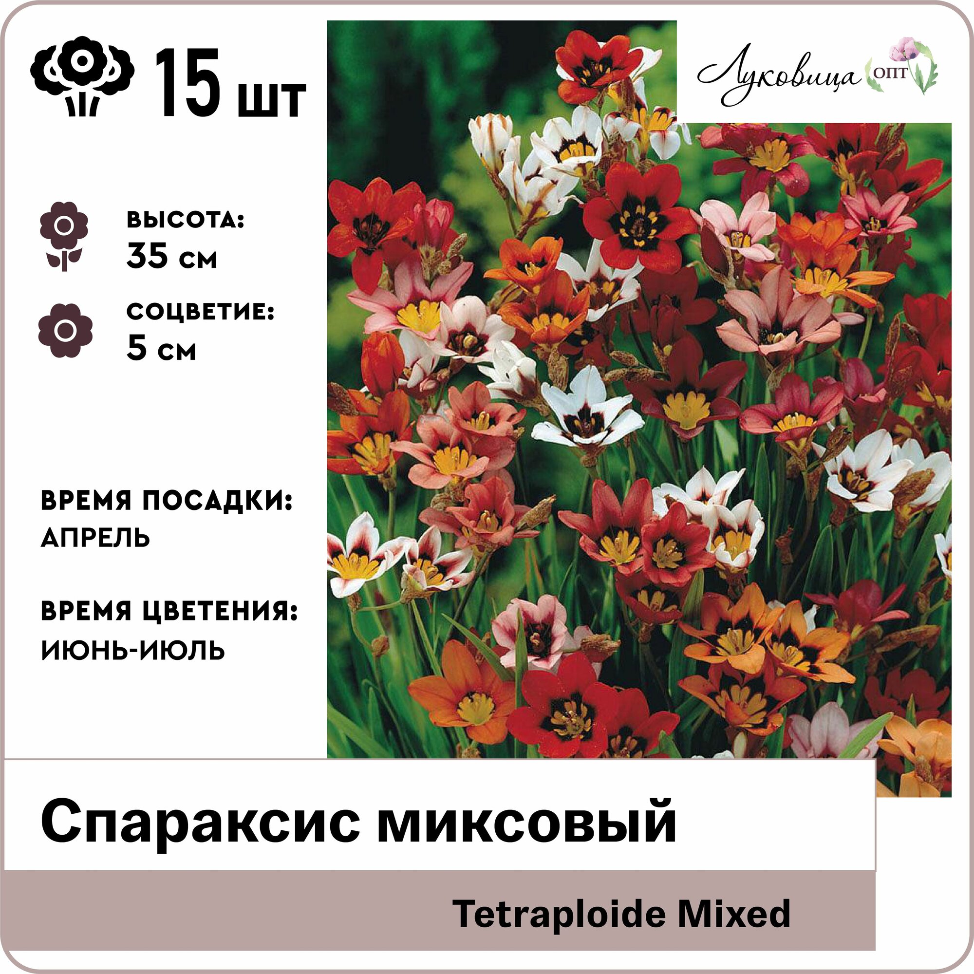 Спараксис Тетраплойд микс (Tetraploide Mixed) 5/+ луковицы 15шт Голландия