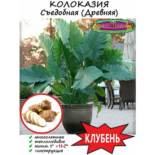 Колоказия Съедобная Древняя 1 клубень D от 40мм 1800₽
